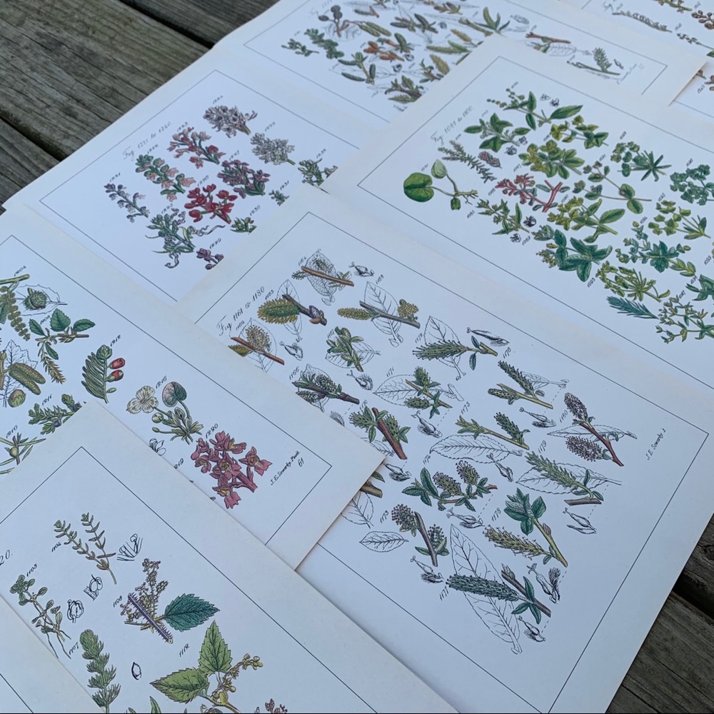 Vintage floral prints set of 8 - Picture 6 of 7